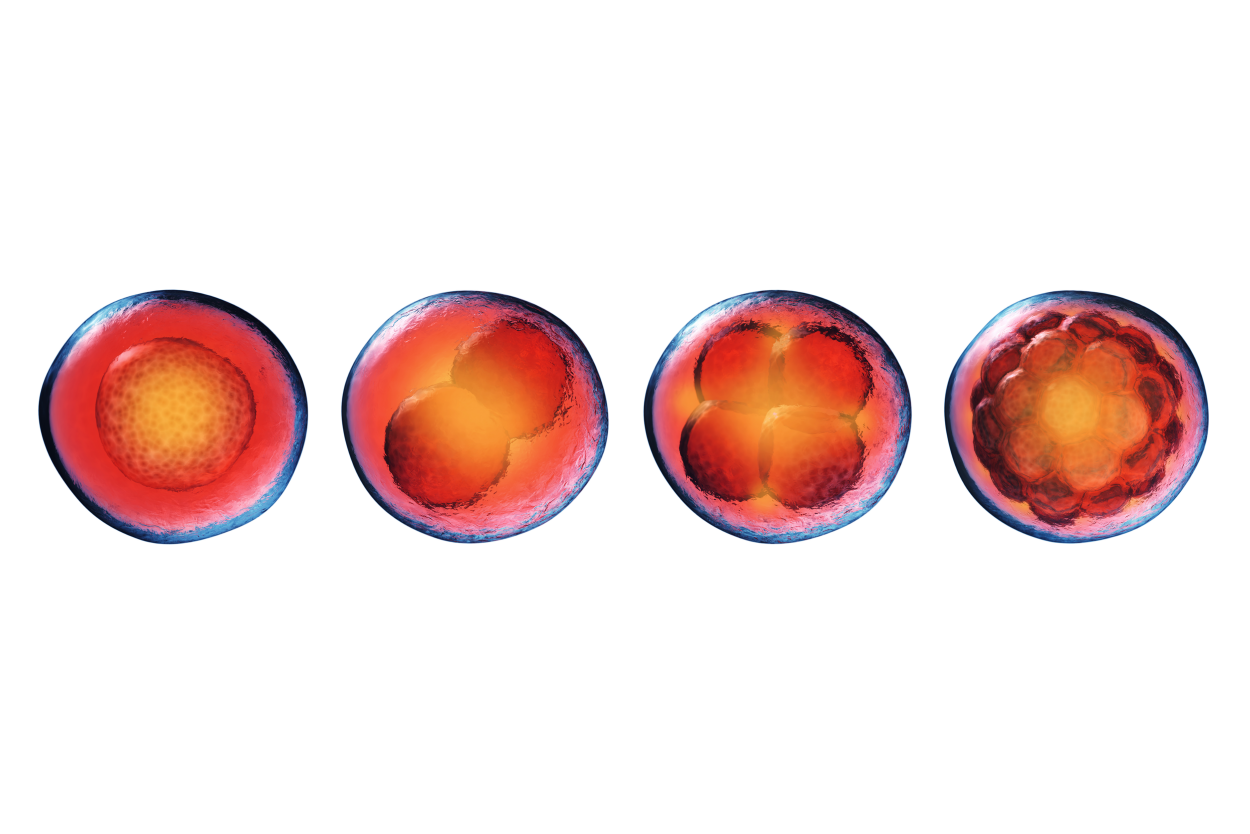embryo formation