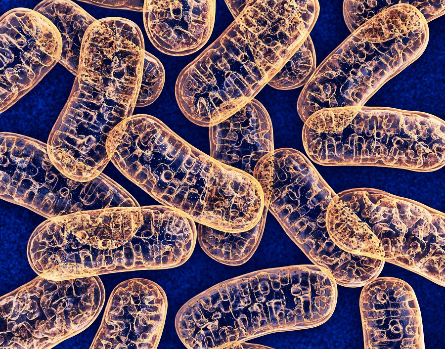 Mitochondria