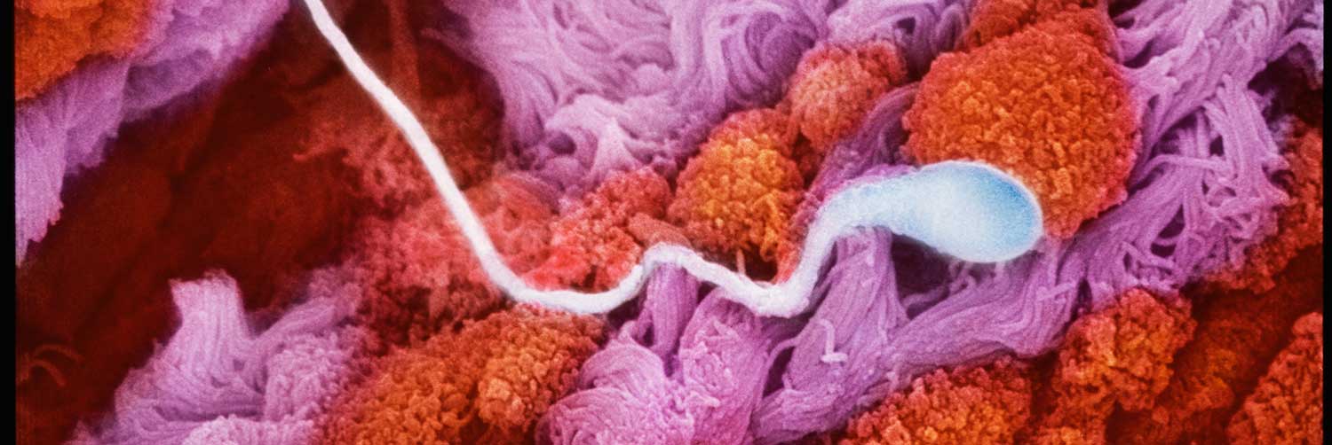 Reproductive Endocrinology